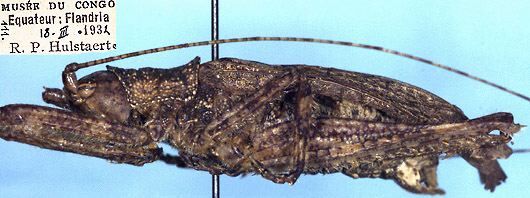 Habrocomes personatus congicus Beier, 1957: male (paratype). (Otu).