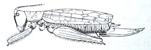 Habrocomes personatus personatus (Sjöstedt, 1902): Fig. 181. female habitus (tegmina 24-25 mm, ovipositor 15.5-16 mm). (Otu).