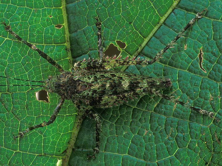 Haemodiasma tessellata Brunner von Wattenwyl, 1895: male (Costa Rica, Monteverde). (Otu).