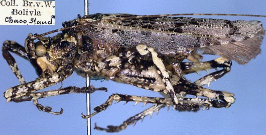 CollectionObject 1531996; d3dba583-df62-40da-9734-3a56389b7069: male, lateral view (holotype). (CollectionObject).