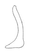 Hoplidostylus borrei (Griffini, 1908): Fig. 185. male stylus (distal portion down, 3 mm). (Otu).