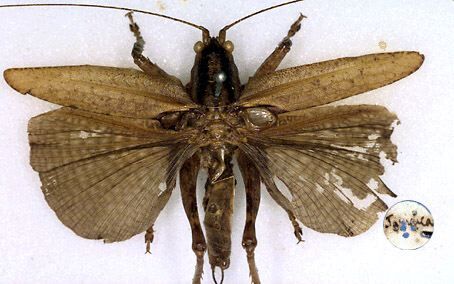 CollectionObject 1517070; c45fde9d-3d44-4e2f-a3a4-d31f3fe172ee: male, dorsal view (holotype). (CollectionObject).