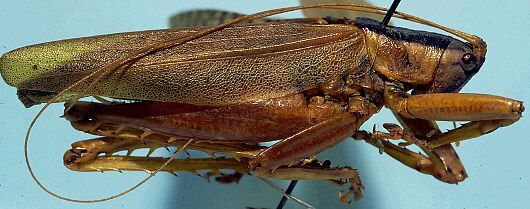 CollectionObject 1533137; 367edc2b-f6f6-4caf-80c4-c32501c2b5f3: male (holotype). (CollectionObject).