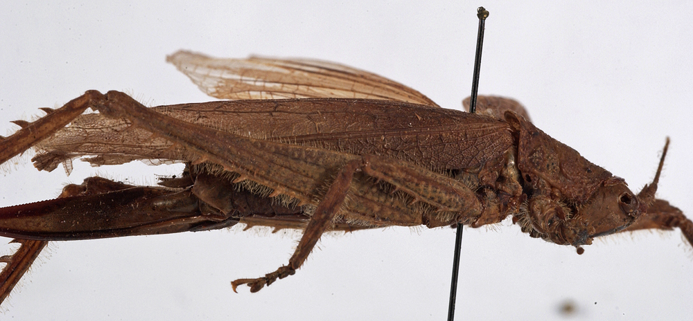 CollectionObject 1534600; 77eafd3b-779f-4e0d-aa61-a69eaa171892: female, lateral view (holotype). (CollectionObject).