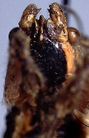 Labidocercus viridiafflatus Beier, 1954: male head, frontal view (holotype). (Otu).