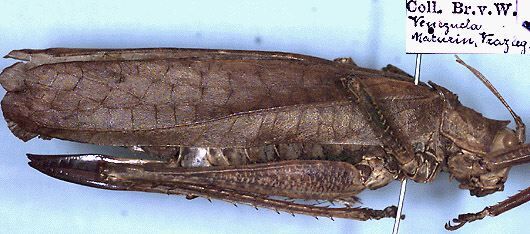 CollectionObject 1531999; 0887bddc-e424-4900-ac29-95921fc29457: female (holotype). (CollectionObject).