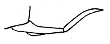 Leurophyllum albidovenosum Beier, 1954: Fig. 196. male subgenital plate (length 3.5-4 mm, styli 3.5-4 mm). (Otu).