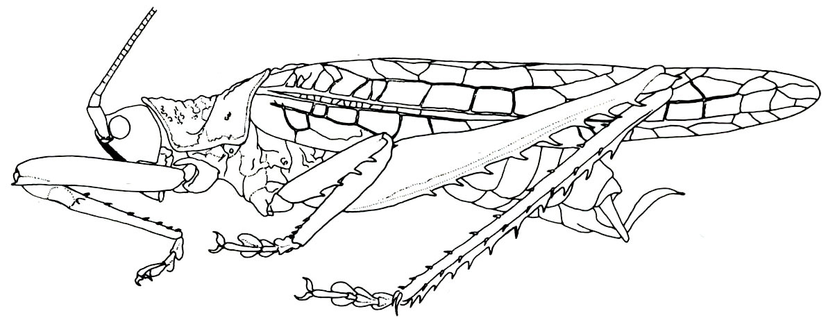 Leurophyllum consanguineum (Serville, 1838): Fig. 1 A. male habitus (pronotum length 8-8.2 mm, tegmina 35.5-36 mm). (Otu).