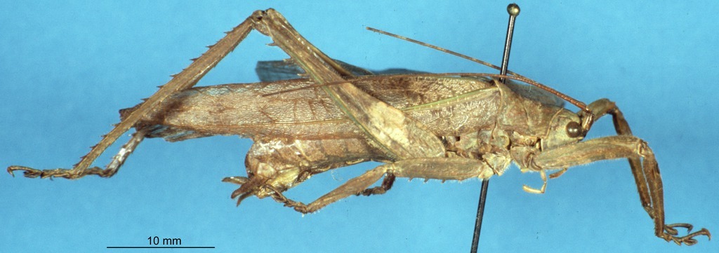 CollectionObject 1506993; aeb0b80a-f088-46b6-9f83-bae5849b3ba1: male, lateral view (holotype). (CollectionObject).