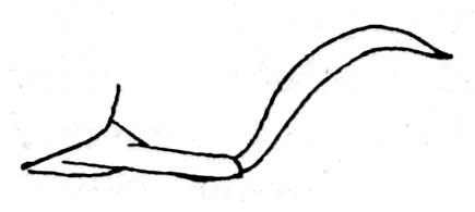 Leurophyllum brevixiphum (Brunner von Wattenwyl, 1895): Fig. 197. male subgenital plate, lateral view (5.5 mm, styli 5.5-6 mm). (Otu).