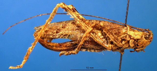 CollectionObject 1500432; 43df8a94-a836-4779-a0af-2ca466f7b1d1, DORSA BTlicconHTF: female, lateral view (holotype). (CollectionObject).