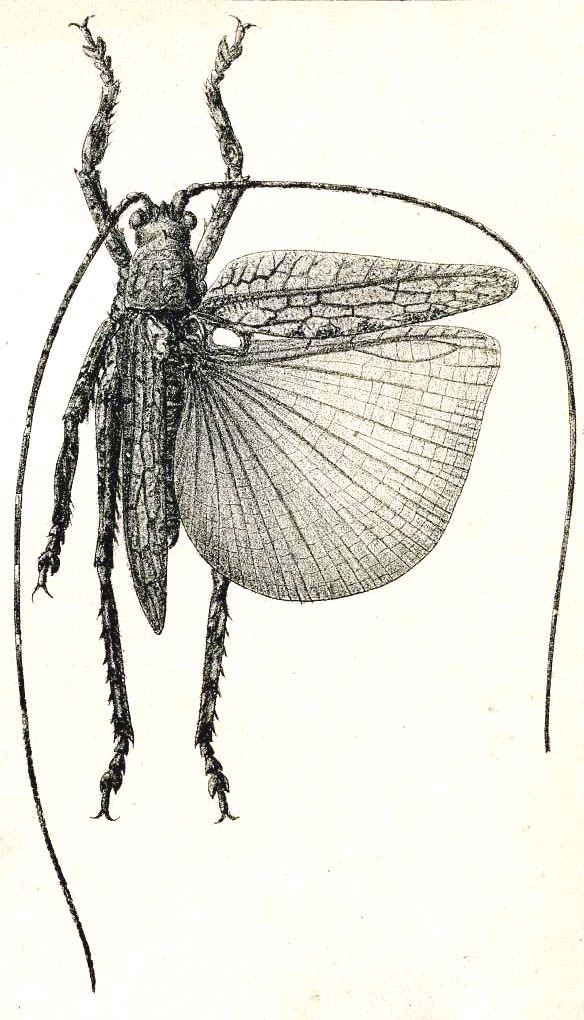 Lichenochrus crassipes Karsch, 1890: Pl. IV, Fig. 15. male, dorsal view (from Karsch 1891). (Otu).
