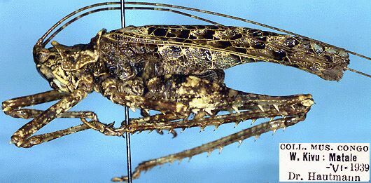 Lichenochrus cristatus Beier, 1957: male (paratype). (Otu).