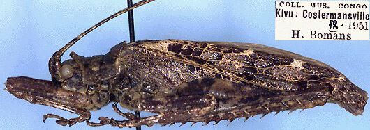 Lichenochrus nasutus Beier, 1957: male (paratype). (Otu).