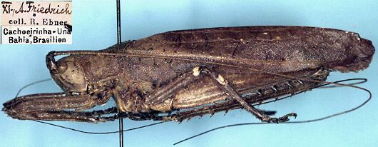 CollectionObject 1532006; 816aeb87-d0f0-43e6-89e8-203581650aba: male (holotype). (CollectionObject).