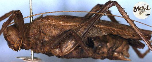 CollectionObject 1517074; b8351638-682a-4865-bdbd-2e00fb51aa87: male, lateral view (syntype). (CollectionObject).