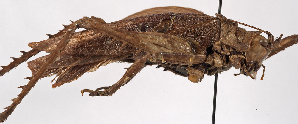 CollectionObject 1534602; fec2244a-acdd-480f-9365-dba604aec306: female, lateral view (holotype). (CollectionObject).