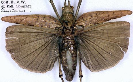 CollectionObject 1532007; 714c4df6-8438-4c70-bb23-827d996451aa: male, dorsal view (syntype). (CollectionObject).;CollectionObject 1532008; e5ff601c-f7ed-4359-a935-b572deb013b7: male, dorsal view (syntype). (CollectionObject).