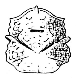 Phyllostachydius scops (Burmeister, 1838): Fig. 205. male pronotum (length 6 mm). (Otu).