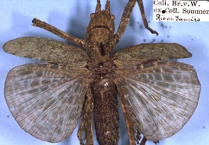 CollectionObject 1532014; e90c06c3-85ac-4bd2-abf0-d3e62de06058: female (holotype). (CollectionObject).