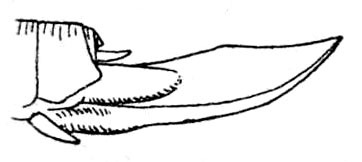 Pleminia brachyxipha Brunner von Wattenwyl, 1895: Fig. 207. ovipositor (11.5-13 mm). (Otu).