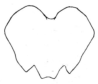Pleminia mutica Brunner von Wattenwyl, 1895: Fig. 16. female subgenital plate. (Otu).