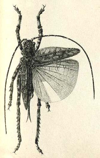 Polyglochin peculiaris Karsch, 1891: Pl. III, Fig. 12. female, dorsal view. (Otu).