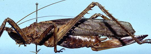 CollectionObject 1522369; 84386860-5af5-4236-9251-c38c226911fc: female, lateral view (holotype). (CollectionObject).