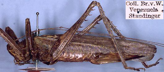 CollectionObject 1532017; 09bbe53c-3794-46aa-9928-b5623d06589c: female, lateral view (holotype). (CollectionObject).