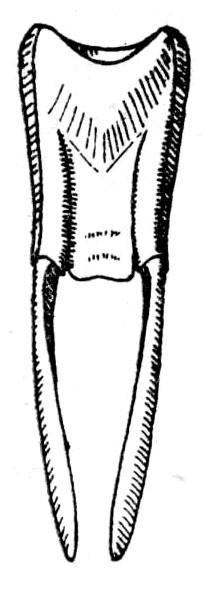 Pristonotus tuberosus (Stål, 1875): Fig. 192. male subgenital plate (length 7 mm, styli 7.5-8 mm). (Otu).
