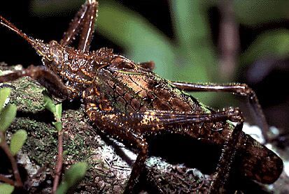 Pristonotus latistylus Beier, 1954: male (Costa Rica, Heredia Prov., La Selva). (Otu).