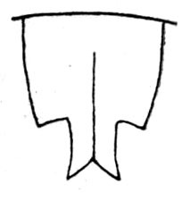 Rhinischia unicolor (Brunner von Wattenwyl, 1895): Fig. 198. female subgenital plate. (Otu).