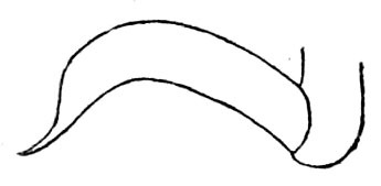 Rhinischia surinama Beier, 1954: Fig. 199. male stylus (2.5 mm). (Otu).