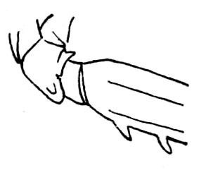 Rhinischia transiens (Brunner von Wattenwyl, 1895): Fig. 200. mid coxa. (Otu).