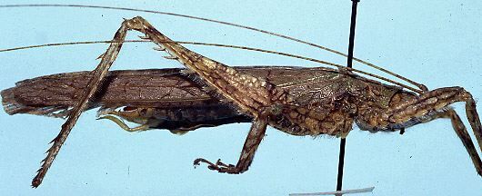 CollectionObject 1522370; 236a8d89-d2bc-4d9f-aaac-021aba66f6b4: male, lateral view (syntype). (CollectionObject).