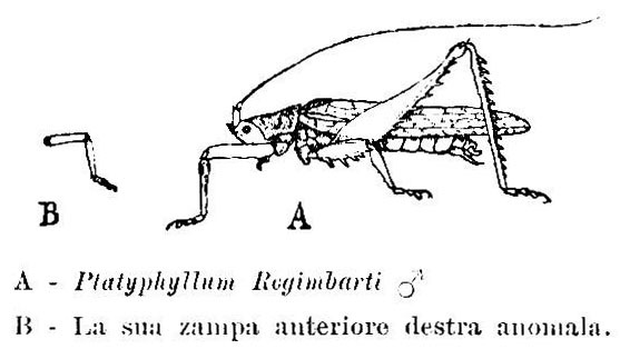 Rhinischia regimbarti (Griffini, 1898): male (body length 25 mm, tegmina length 24.5 mm). (Otu).