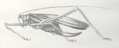 Schochia laevis Brunner von Wattenwyl, 1895: female habitus. (Otu).