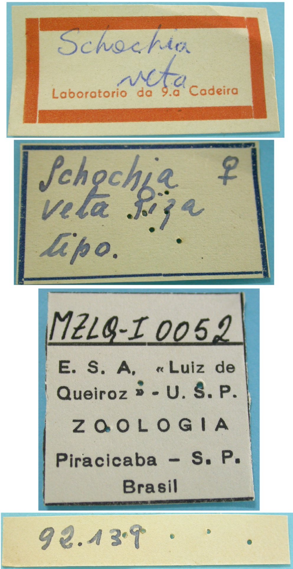 CollectionObject 1542702; DEES 92.139, e4e58088-01ac-42ed-b1a4-baa80b57dba9: female, labels (holotype). (CollectionObject).