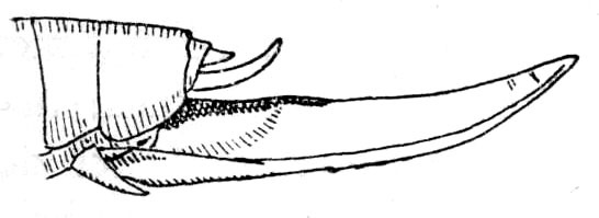 Stenoschema recticauda Beier, 1954: Fig. 212. ovipositor (13 mm). (Otu).