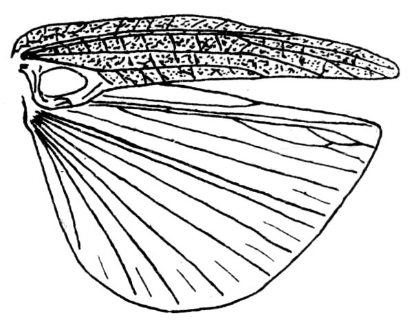 Stenoschema gracile Brunner von Wattenwyl, 1895: Fig. 213. male wings (tegmen length 23.5 mm). (Otu).