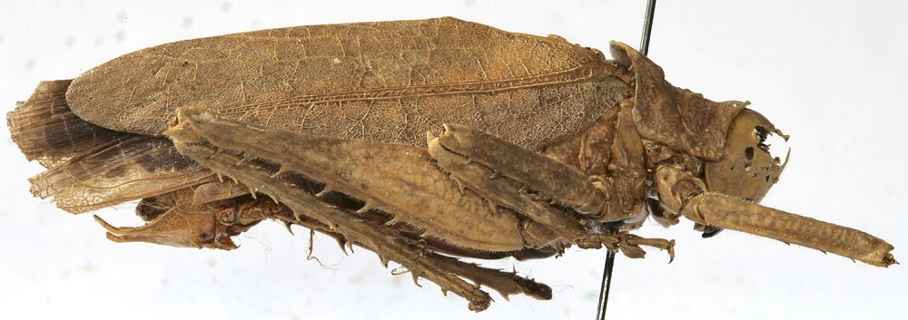Tetragonomera marmorata (Burmeister, 1838): male habitus, lateral view (holotype of Acanthodis circumcincta). (Otu).