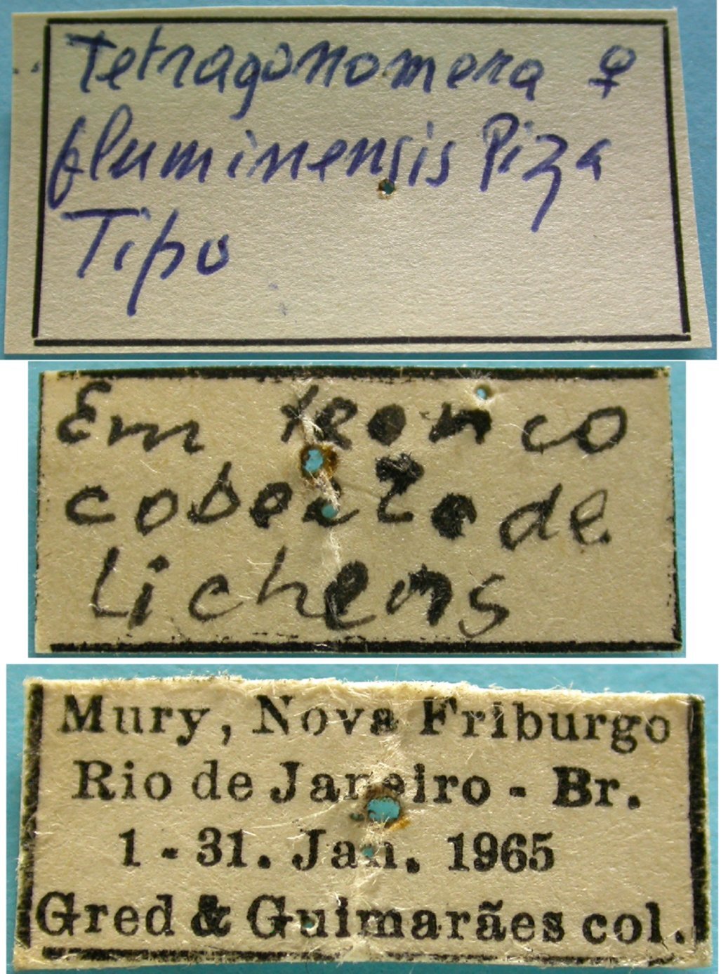 CollectionObject 1542703; bf132990-8270-4dd4-9e02-70dbeb5aa50f: female, labels (syntype). (CollectionObject).