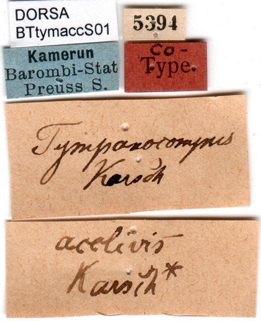 CollectionObject 1500593; 19315286-3fc3-44b3-b930-37d255800b4f: labels (syntype). (CollectionObject).