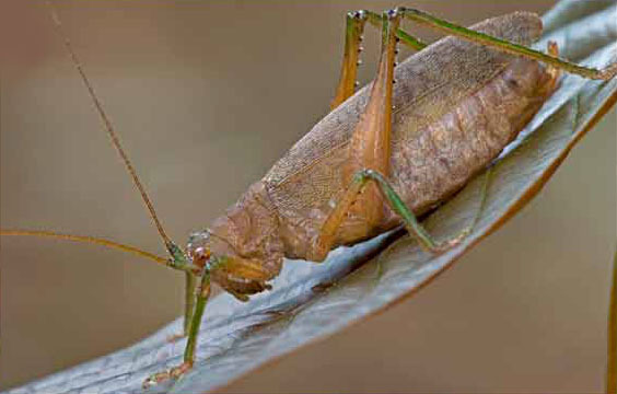 Tympanocompus erectistylus (Karsch, 1896): Fig. 13 C. male, lateral view. (Otu).