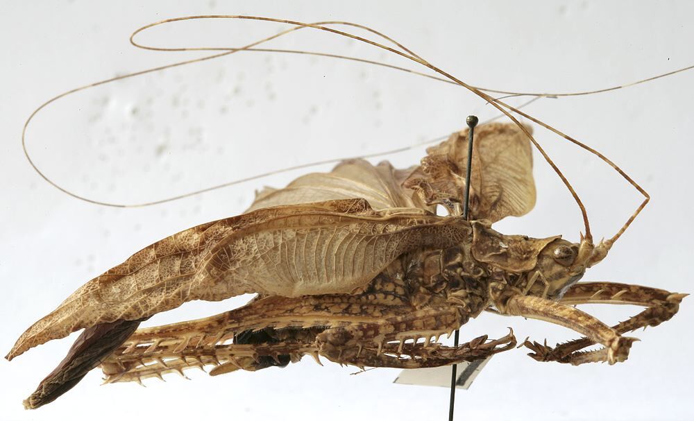 CollectionObject 1541898; 4ef86327-95f3-4551-9f8b-02aa49426a7d: male, lateral view (paratype). (CollectionObject).