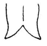 Beieroschema guttatum (Brunner von Wattenwyl, 1895): Fig. 218. male supraanal plate. (Otu).