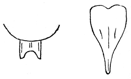 Beieroschema cuspidatum (Beier, 1954): Fig. 217. female supraanal and subgenital plates. (Otu).