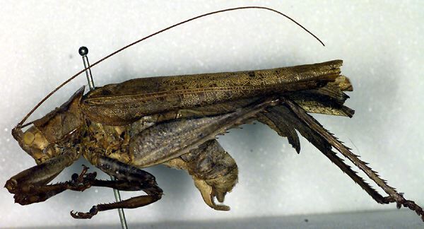 CollectionObject 1500421; 944a68e6-55f8-4ffb-bee4-e416df8684e9: male, lateral view (holotype of Bliastes platyphylloides). (CollectionObject).