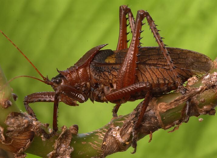 Polyancistrus serrulatus serrulatus (Palisot de Beauvois, 1819): male. (Otu).