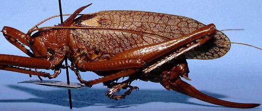 Polyancistrus atlas atlas Rehn, 1936: female, lateral view (allotype). (Otu).